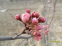 中国红花酥梨