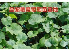 庭院栽植红提葡萄苗的特点是什么?图1