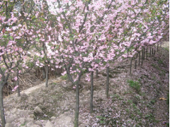 出售樱花，樱花树，泰安樱花树培育基地，樱花花销售价格表图1