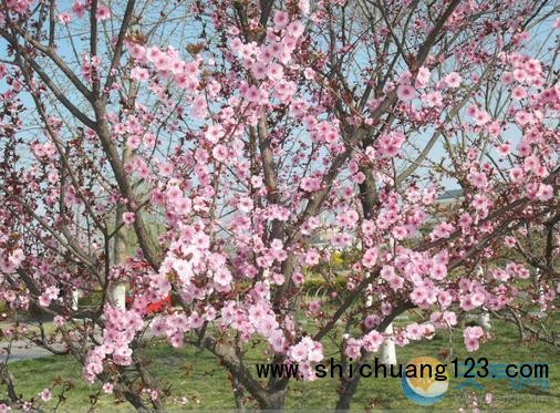 秋季适时开始控制花卉浇水量，停止施肥