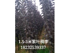 出售紫叶稠李、唐山货源18232539337图1