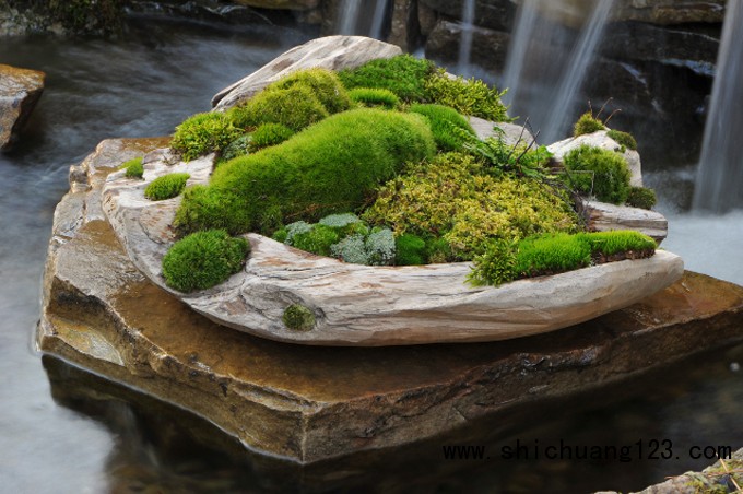 苔藓小盆景