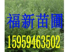 红豆杉苗 南方红豆杉苗 红豆杉种子 红豆杉苗木批发图2