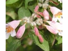 棣棠、贴梗海棠，红雪果，猥实，平枝栒子，水栒子图3