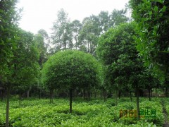 桂花-潢川县友好苗圃场图1