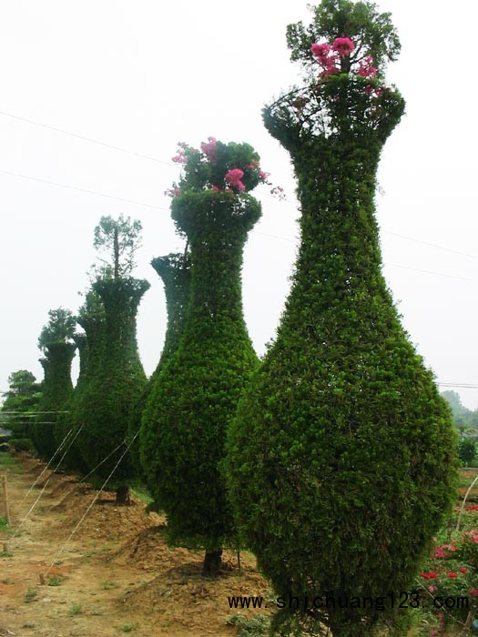 龙柏造型  花瓶