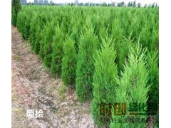 蜀桧价格、桂花价格、银杏价格，基地专供图1