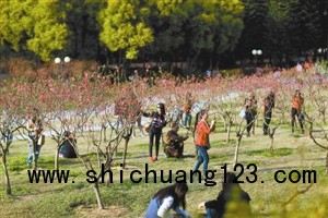 今年莲花山的桃花开得格外灿烂，吸引许多市民前往踏青赏花。