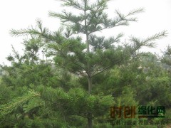 供应：华山松、白皮松13630227338图1