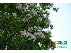 楸树米茎为6-15公分大量，栾树米茎为5-至12公分大量图2