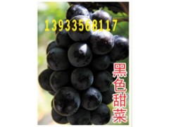 黑色甜菜葡萄_黑色甜菜葡萄价格_优质黑色甜菜葡萄图1