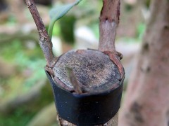 茶花树   油茶树嫁接山茶花全国服务中心图2