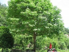 七叶树批发首选三门峡卢氏县神农种植园，七叶树价格图2