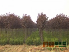 大叶紫叶稠李，一年嫁接苗80-300公分，10万株出售图1