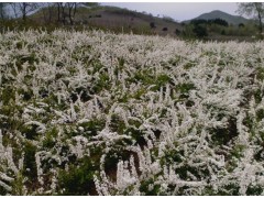 珍珠绣线菊，麻叶绣线菊，珍珠绣线菊10万株图2