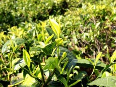 山东茶树销售|葫芦岛茶树苗|辽宁茶树基地图3