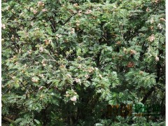 出售花楸_大量出售花楸_花楸价格，东北红豆杉繁育基地图2