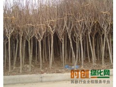 河南速生樱花_河南速生樱花苗_河南速生樱花基地图1