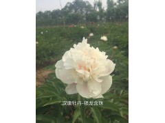 银龙含珠图1