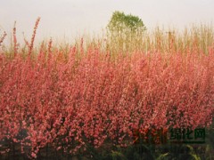 河南鄢陵彩叶花卉果苗培育基地13782270636图2