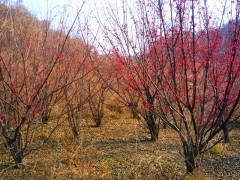 山茱萸价格，山茱萸基地，山茱萸-七彩园林绿化工程有限公司图2