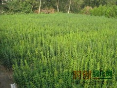 高40cm水蜡价格0.18元/棵,水蜡价格表，天源绿化苗圃图1