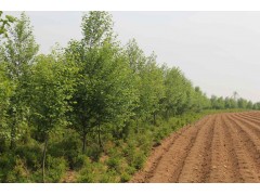 供应紫叶稠李，紫叶稠李销售，紫叶稠李图片图2