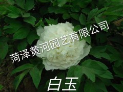 供应各种花色的牡丹，菏泽牡丹，牡丹图片图1