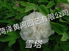 雪塔牡丹图1