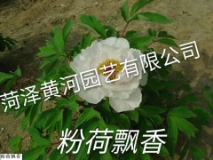 粉荷飘香牡丹图1