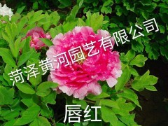 供应各种花色的牡丹，菏泽牡丹，牡丹图片图2