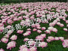 莲苔芍药图1