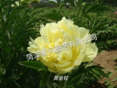 黄金轮芍药图1