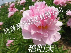 艳阳天芍药图1