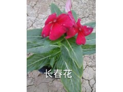 供应蓝花鼠尾草，美人蕉，长春花各种草花品种，承接绿化工程图3