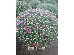 供应粉色千头菊，小盆万寿菊，南非万寿菊，各种地被菊花销售图2