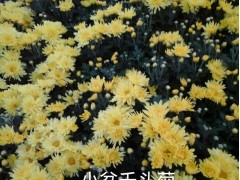 供应粉色千头菊，小盆万寿菊，南非万寿菊，各种地被菊花销售图1