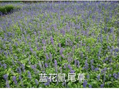 供应蓝花鼠尾草，美人蕉，长春花各种草花品种，承接绿化工程图1