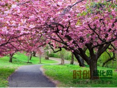 樱花的价格,樱花树苗价格,日本樱花价格图1