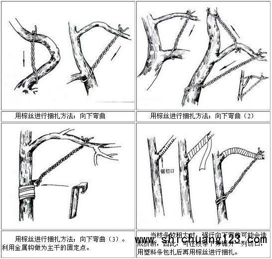 你给你家的盆景造型了吗？这几种方法让盆景“整容”