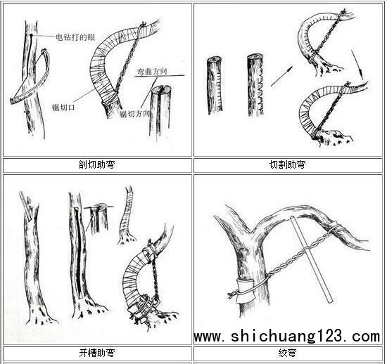 你给你家的盆景造型了吗？这几种方法让盆景“整容”