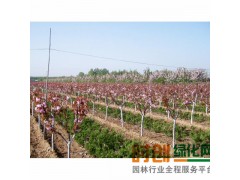 2016樱花价格，速生樱花价格，樱花价格便宜，新报价!图1