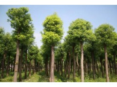 供应香樟_米径9公分_嵊州种植地_高度500公分图1