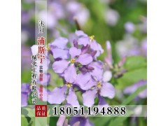 草花种子批发 二月兰种子销售 诸葛菜种子 二月兰种子图3