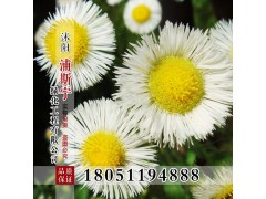 野菊花种子图2