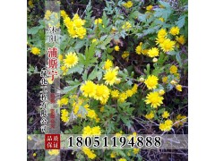 野菊花种子图3