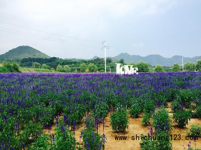 北京首条花卉特色旅游线路正式发布