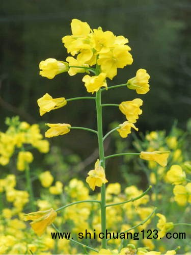 中科院植物所开发出“智能花卉识别系统”