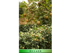 两年生高产嫁接油茶种苗 茶籽树苗木 价格实惠图2