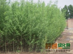 黑龙江绥化苗木供应信息_黑龙江绥化花木出售信息图1